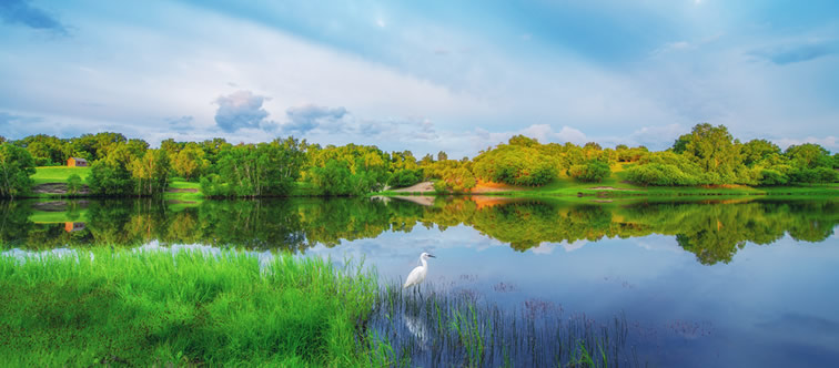 泰安高新區(qū)東方苗木有限公司