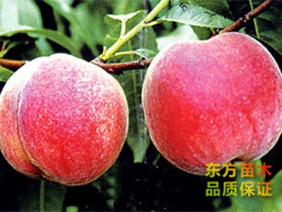 桃樹(shù)苗